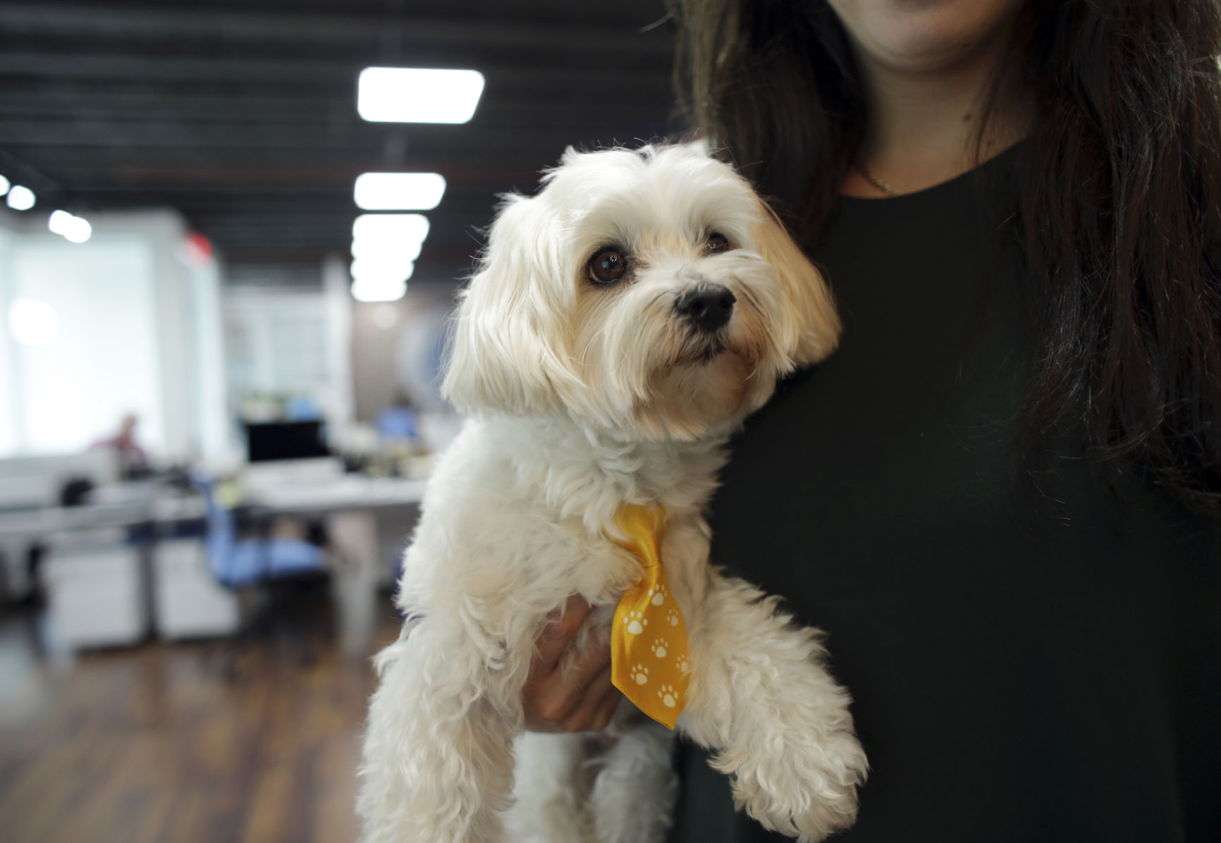 SmallBiz-Small Talk-Pets at Work